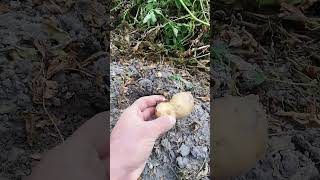 Bahçeden Patates Çıkartıyorum Part 2 patato patates [upl. by Sharia]