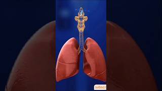 3D animation of Respiration  Respiratory system 😍🤗3danimation anime shorts [upl. by Lammaj]