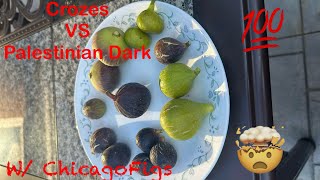 Crozes VS Palestinian Dark Figs Review with ChicagoFigs [upl. by Toft559]