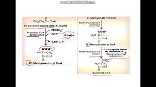 B Oxidation of Fatty Acids and Ketogenesis [upl. by Parthinia396]