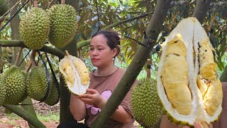 Harvest Durian Goes to market sell  Returned home to visit his biological parents  Lý Thị Ca [upl. by Ardath]