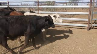 109 CASTLE HILL CROSSBRED WEANER STEERS HGP FREE  AV 2690KG CURFEWED [upl. by Yenahteb106]