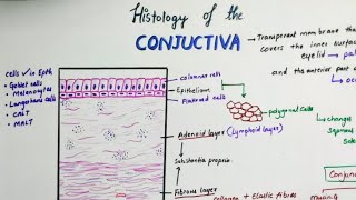 Histology Of Conjunctiva [upl. by Beard]