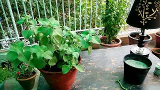 How to grow and care for ajwain plantcarom seed plant [upl. by Nnylirret951]