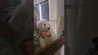 showing my CLOUD PUP GREAT PYRENEES PUP things he cant reach goldenretriever puppy [upl. by Ellehcim902]