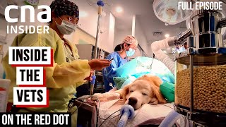 Meet The Vets Inside The Veterinary  On The Red Dot  At The Vets  Part 1  Full Episode [upl. by Fanchet717]