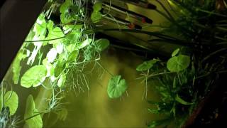 Rasbora espei breeding 2 [upl. by Kyle]