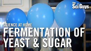 Fermentation of Yeast amp Sugar  The Sci Guys Science at Home [upl. by Affay]