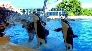 Loro Park Teneriffa  BEST OF  Orca amp DelphinShow  HD [upl. by Gorton95]