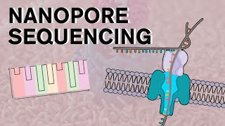 Nanopore Sequencing [upl. by Tesil826]