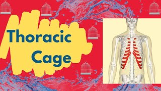 Thoracic Cage  The components ribs costal cartilages sternum and thoracic vertebrae [upl. by Sanyu]