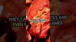 Shocking Facts About Pork You Need to Know viralvideo shocking facts [upl. by Ednew]