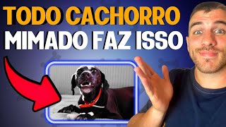 Todo Cachorro Mimado Se Comporta Desse Jeito [upl. by Pierre]