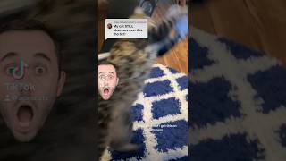 Cat fetches bird out of air followontiktok cat tricks [upl. by Aneerbas]