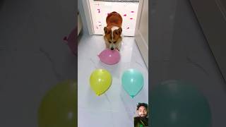 corgi dog funny pets funnydogs corgitoys funnydog comedy corgifun funnypets [upl. by Eerolam]