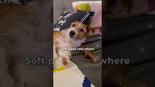 Soba’s lullaby puppy happypets doglover dogowner cutedog petowner shortsgoodnight [upl. by Neeruam]