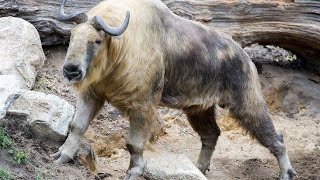 wildlife animal of Bhutan  A beautiful country in South Asia  short bhutan wildlifeanimal [upl. by Otsugua]