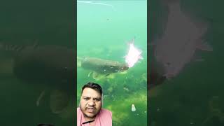 fishing fish pikeattack big fish small fish eatingviralclips YouTube viral videofishing [upl. by Hieronymus]