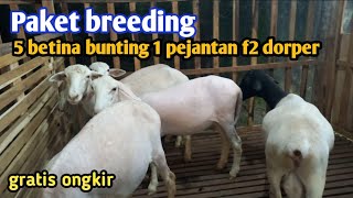 Update paket breeding domba cross texel dan pejantar dorper black head [upl. by Asusej614]