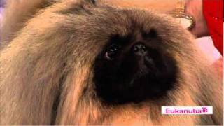 AKC Eukanuba National Championship Dog Show Best in Show 2010  Part 2 [upl. by Drice]