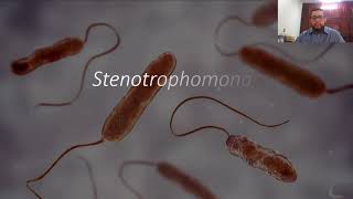 Stenotrophomonas maltophilia parte 1 [upl. by Yrrem]