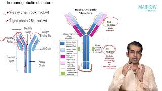 Multiple Myeloma  Basics  Dr Sumeet Mirgh  Haematology  Marrow Super Speciality [upl. by Fabi]