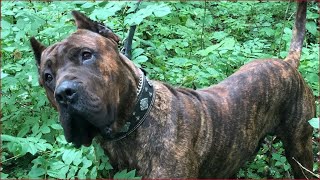 How to live with Presa canario  Adorable guard dogs live video 2020 [upl. by Lind]