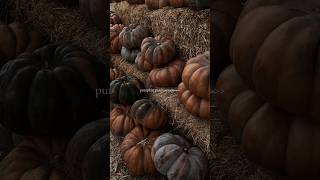 pumpkin patch season  autumn aesthetic  cozy vibes [upl. by Bette]