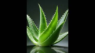 Lidah Buaya Aloe Vera [upl. by Stretch957]