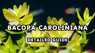 BACOPA CAROLINIANA DETAILED GUIDE  AQUATIC PLANT BACOPAs GUIDE FOR BEGINNERS [upl. by Butte]