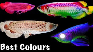 Best Colour AROWANA FISH Collection in The World  PART 2 [upl. by Bernarr]