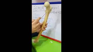 FEMUR  GENERAL FEATURES BY DR MITESH DAVE [upl. by Way470]