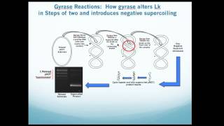 Bacterial DNA Gyrase Assay Kit Overview [upl. by Annaira]