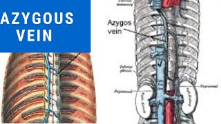 Learn Azygous vein in just 7 minutes with Mnemonics  Anatomy demystified [upl. by Kristie]