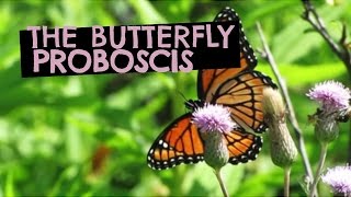 The Butterfly Proboscis [upl. by Korwun]