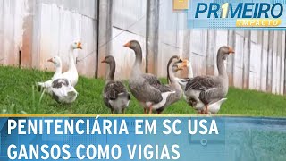 Gansos ajudam na segurança de penitenciária em Santa Catarina  Primeiro Impacto 221223 [upl. by Ryann]