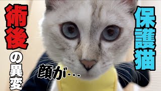 【退院】保護猫しらたき避妊手術の術後に異変が！？ [upl. by Garda]