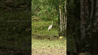 Busy storks looking for food 🙂🙂 subscribemychannel animals shortvideo nature [upl. by Follmer]