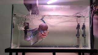 Flowerhorn fish Budget setup and care for a healthy fish [upl. by Wynnie]