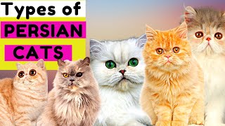 6 Types of Persian Cats  Number 5 is Unique  Which One Do You Prefer [upl. by Criswell]