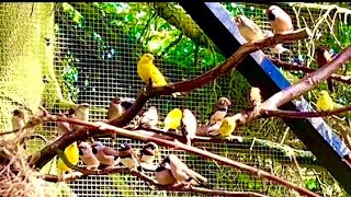 🤩Amazing Bird Breeding Update  Finches Canary Budgies Bird Aviary  S3Ep2 birds nature bird [upl. by Arec]