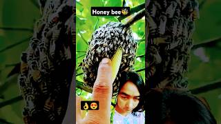 amazingfacts bee tamil interestingfactshoneybeelatest shortfeed cuteanimalsreels ytshorts [upl. by Rois]