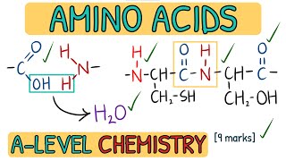 Amino Acids and Proteins  Exam Question Walkthrough｜AQA A Level Chemistry [upl. by Jarrell]