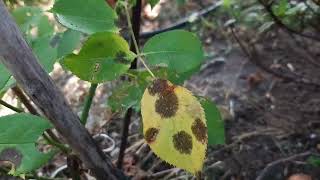 1 Rimedio naturale FUNGICIDA per le Rose TICCHIOLATURA [upl. by Drareg]