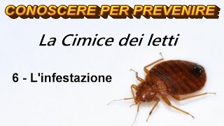 La Cimice dei Letti 6  Linfestazione [upl. by Adnolrehs]