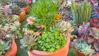 Succulent Arrangement in Big Terracotta Pot [upl. by Yeoj]