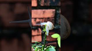 Snail on the Top of the plant 🐌 ☘️ snail plants top top10 coprosma spathoglottis viralvideo [upl. by Riha680]