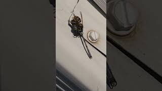 Wasp vs Dragonfly eatyoualive [upl. by Welker238]