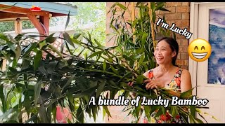 How to Trim a Tall and Bushy Lucky Bamboo  Dracaena Sanderiana [upl. by Josepha]