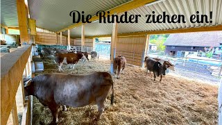 Der große Tag Einzug der Rinder in ihr neues Zuhause 🐮💚 [upl. by Akiemehs]